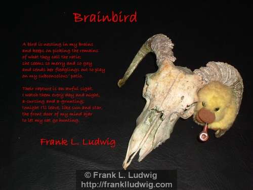 1 - Brainbird